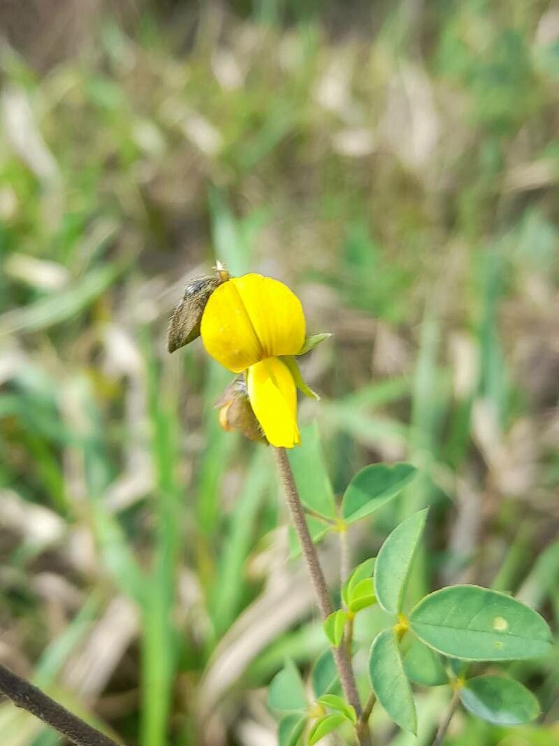 Crotalaria incana flower