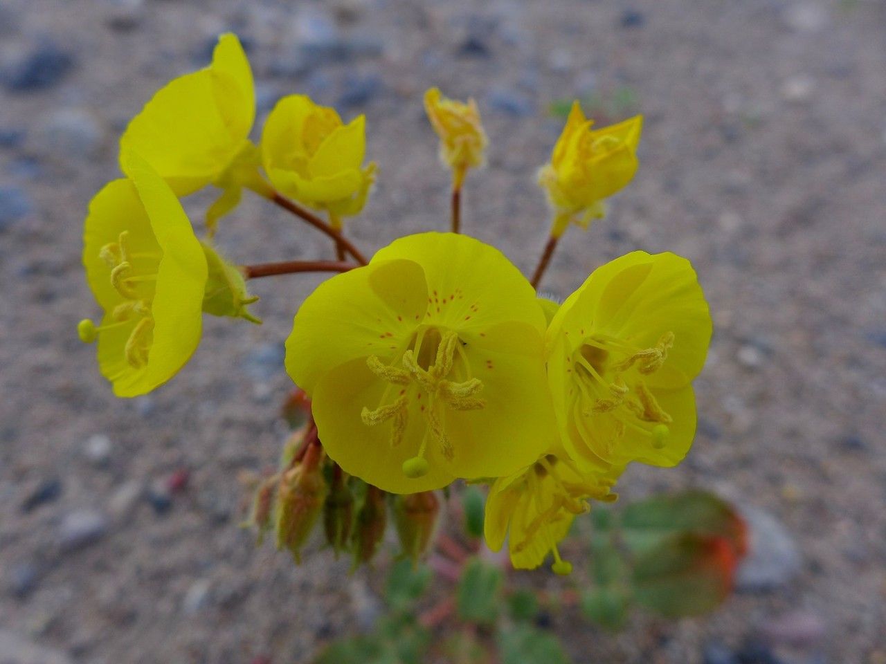 Chylismia brevipes flower