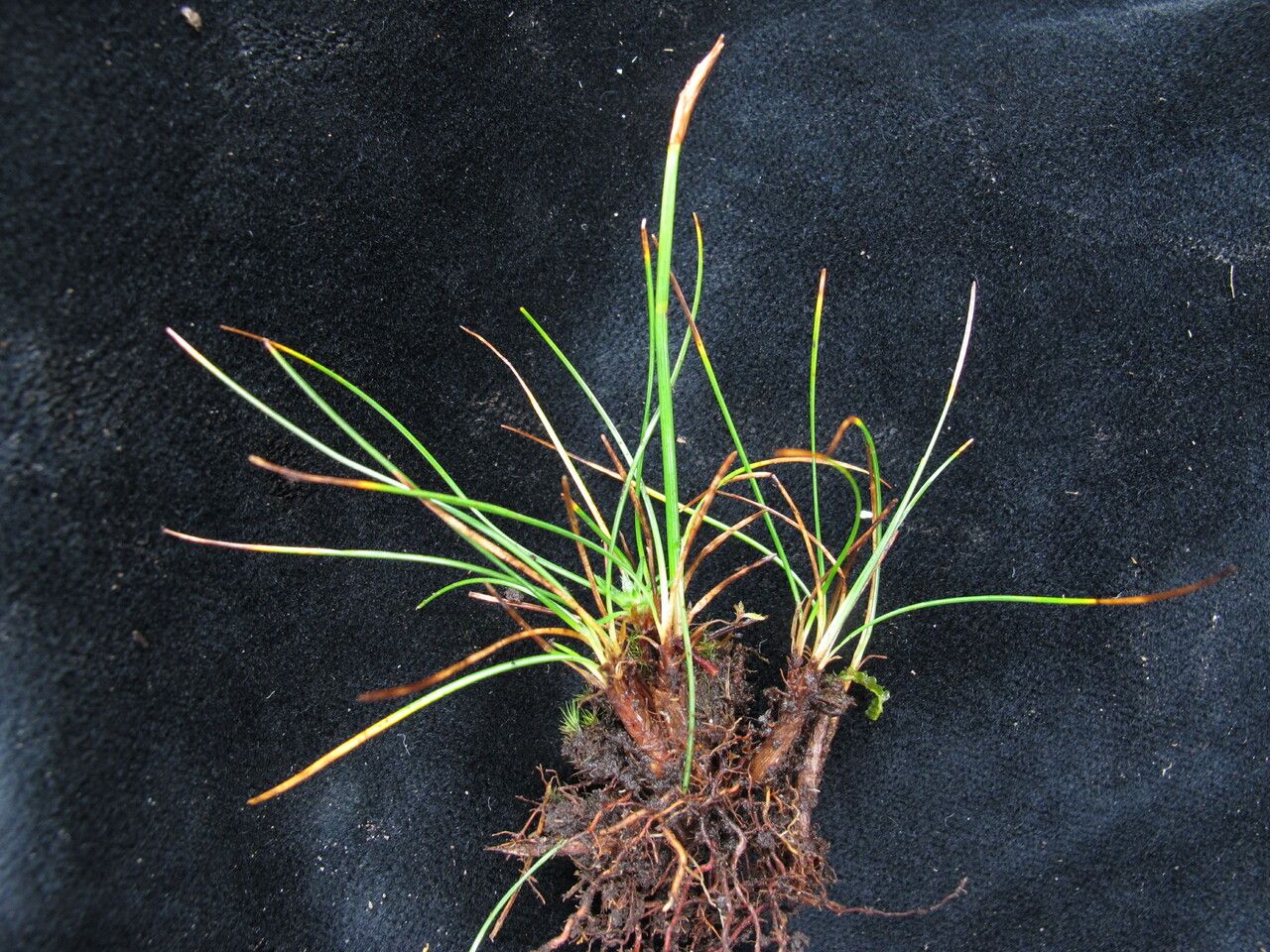 Koenigia delicatula — related species from the same genus