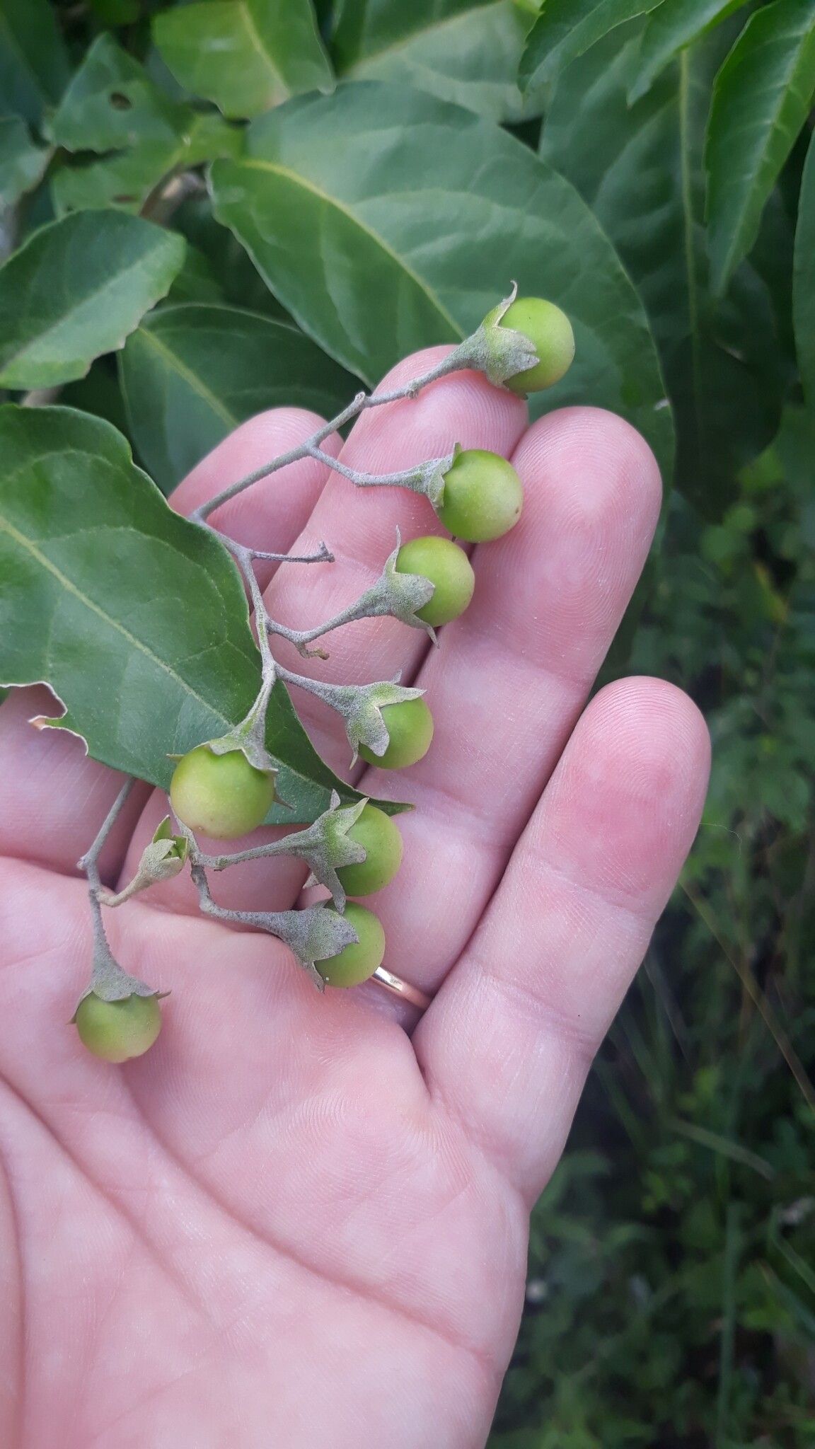 Solanum sanctae-catharinae fruit