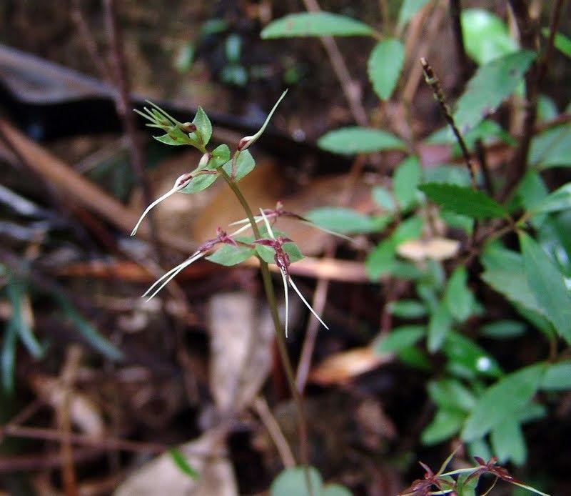 Acianthus veillonis habit