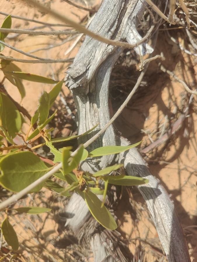 Arctostaphylos patula bark