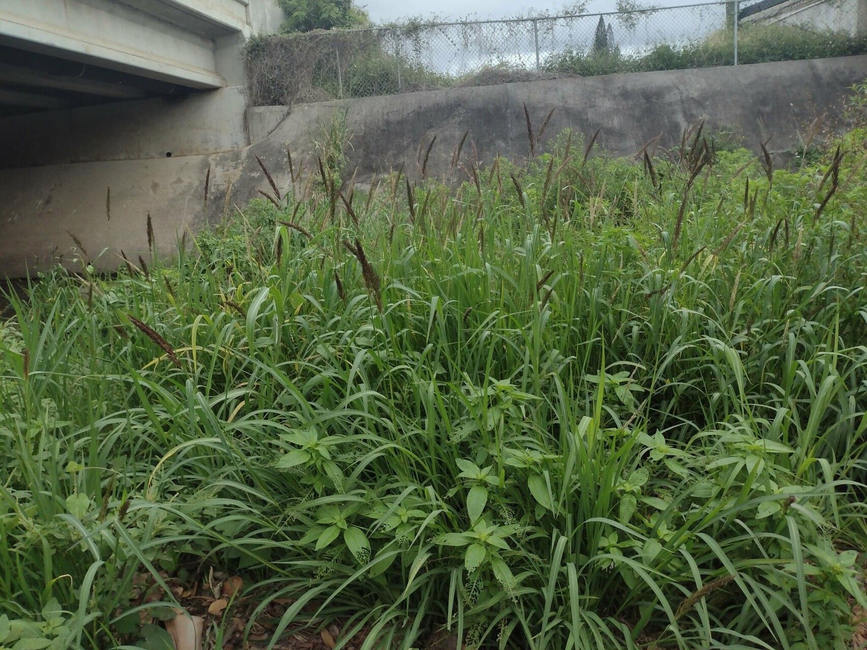 Echinochloa haploclada habit