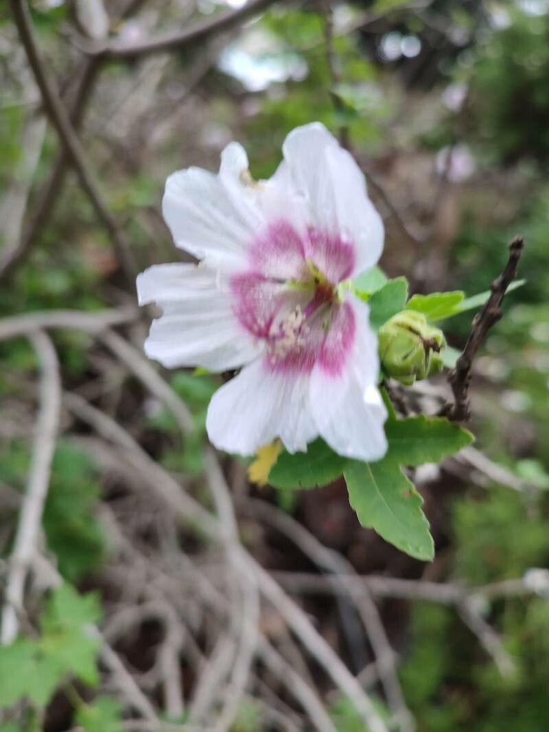 Malva acerifolia flower