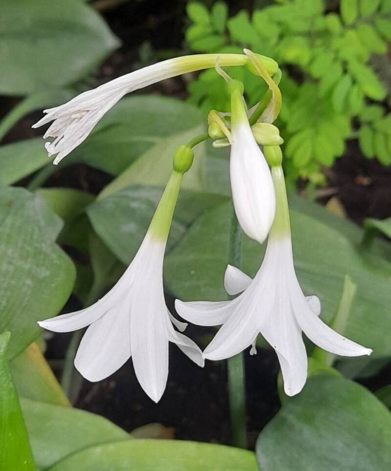 Urceolina subedentata flower