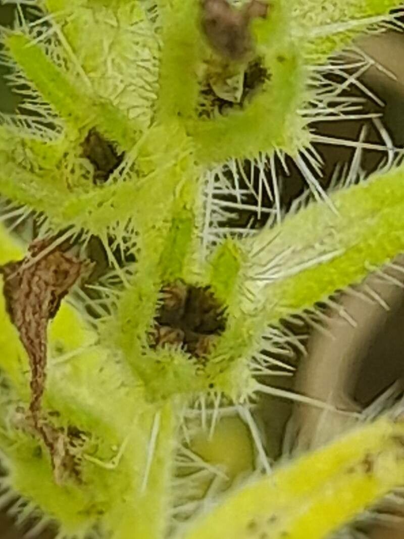 Arnebia decumbens fruit