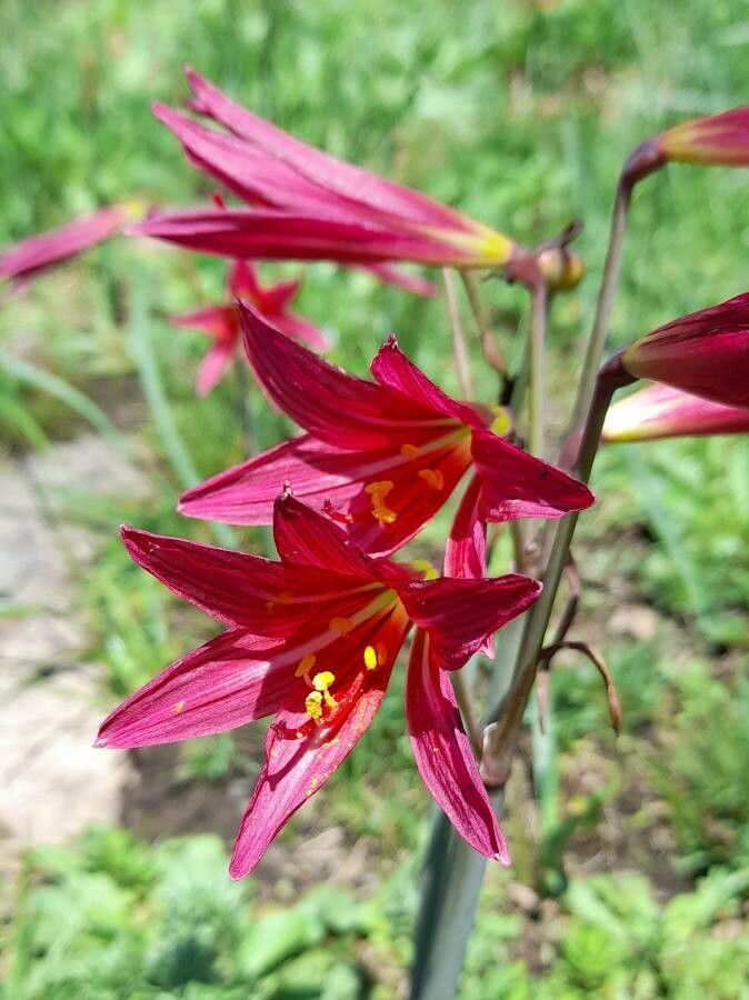 Rhodophiala bifida — search result for 'Amaryllidaceae'