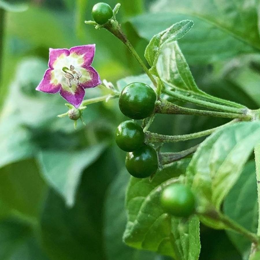 Capsicum eximium flower