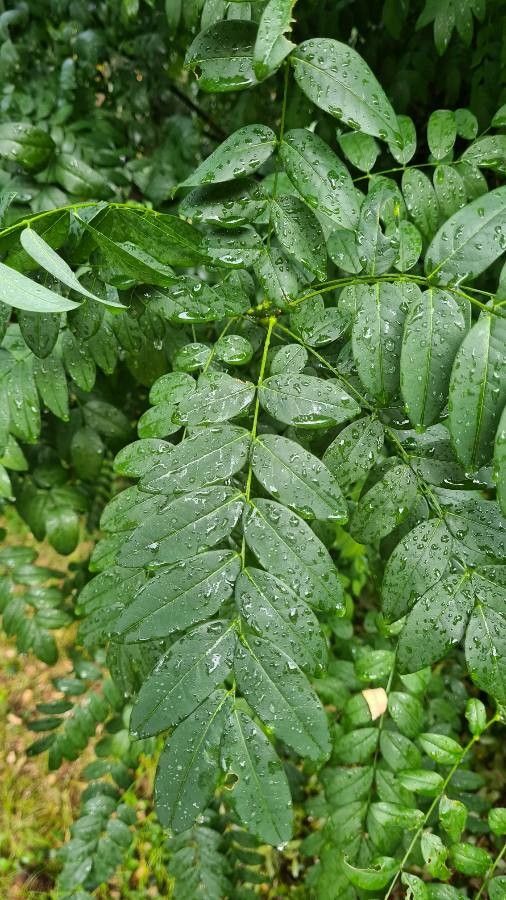 Senna marilandica leaf