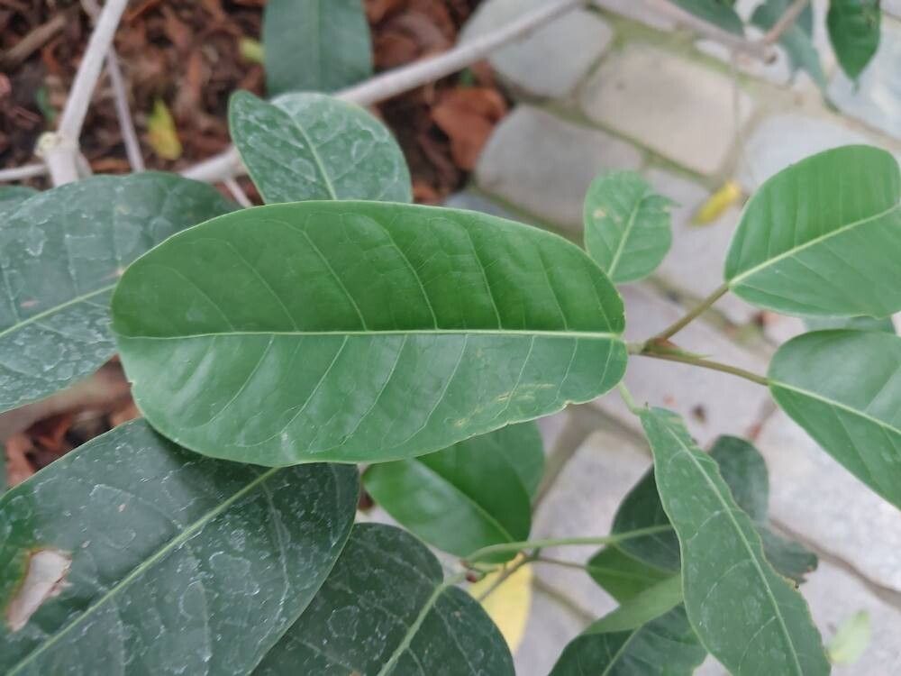 Ficus cundinamarcensis leaf