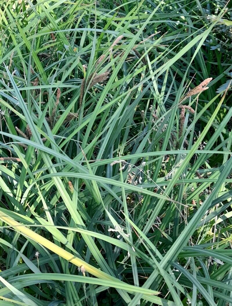Carex darwinii habit