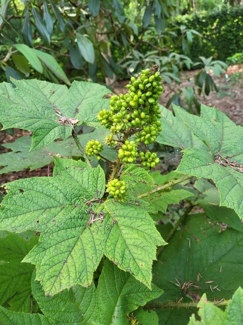 Oplopanax horridus fruit