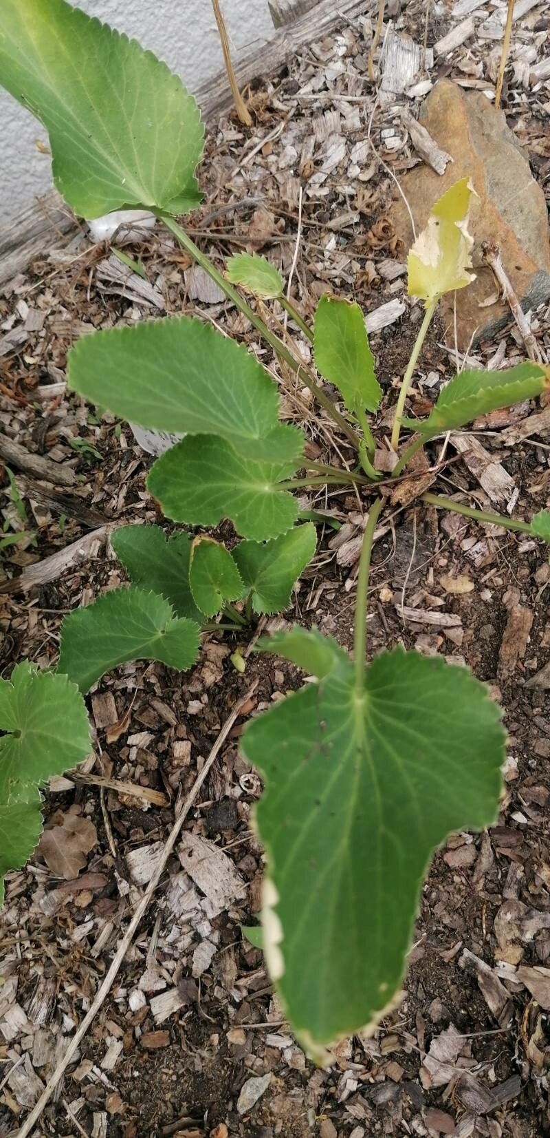 Eryngium tricuspidatum leaf