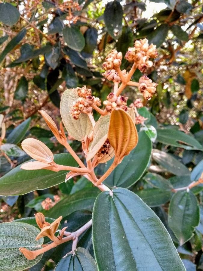 Miconia albicans flower