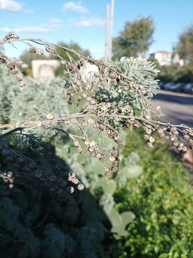 Artemisia arborescens fruit