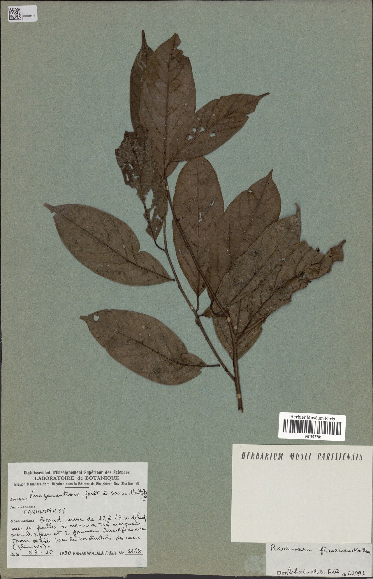 Cryptocarya flavescens — houseplant care guide