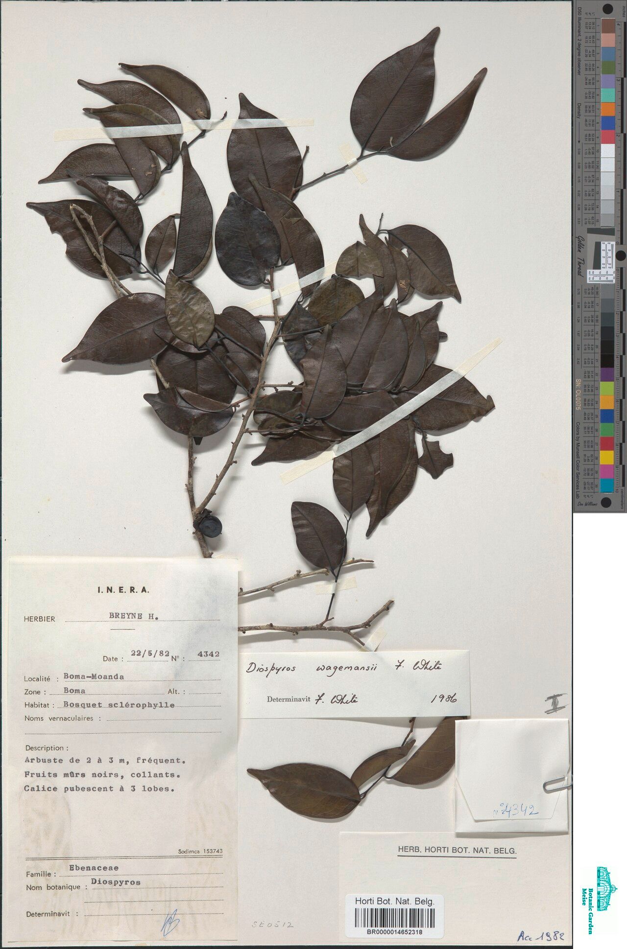 Diospyros wagemansii — houseplant care guide