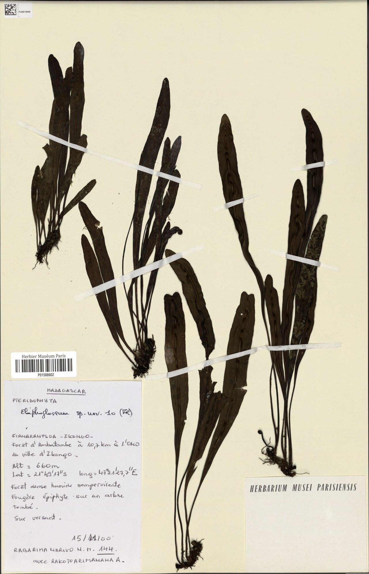 Elaphoglossum subglabricaule — houseplant care guide