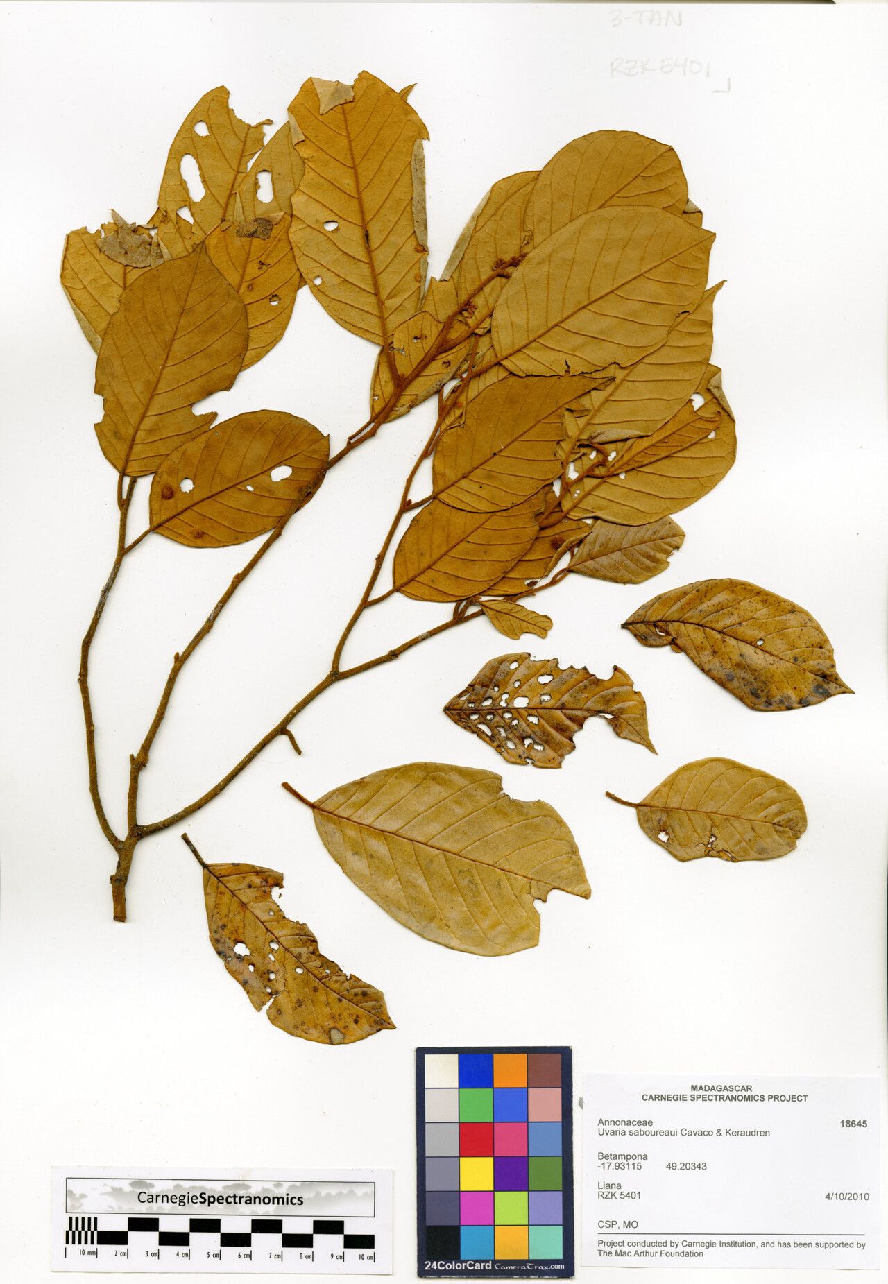 Uvaria saboureaui — houseplant care guide