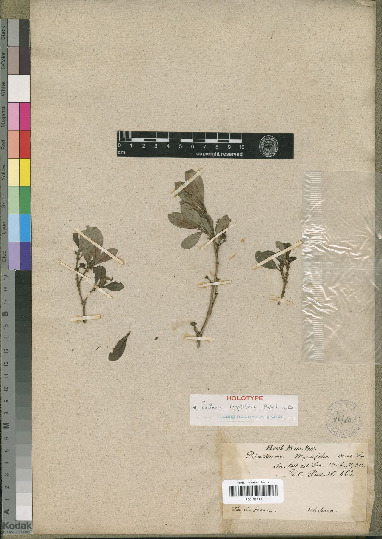 Psychotria moratii — houseplant care guide