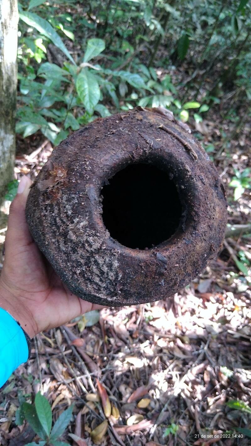 Lecythis zabucajo fruit