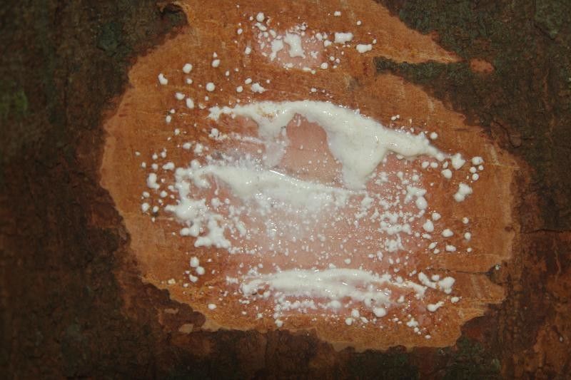 Parahancornia fasciculata other