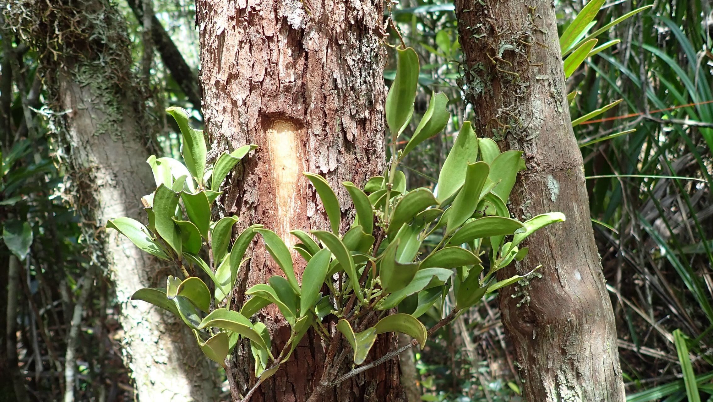 Elaphanthera baumannii habit