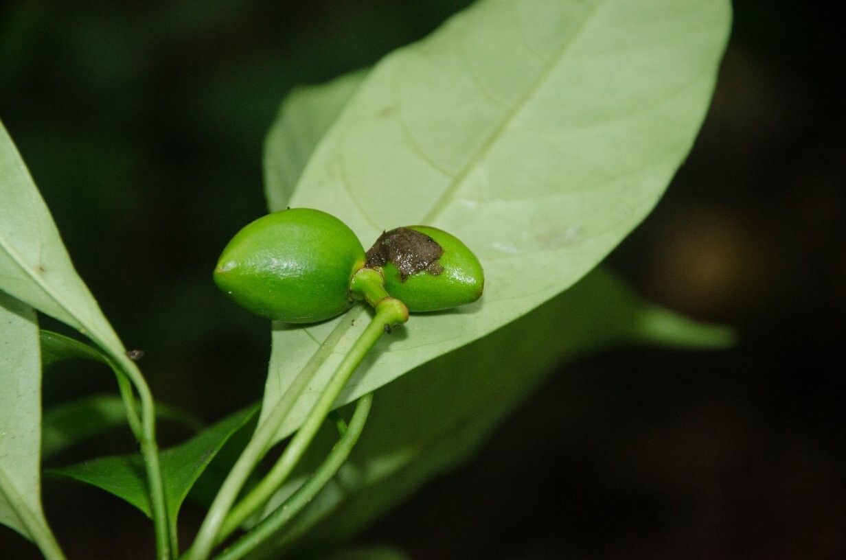 Voacanga psilocalyx — houseplant care guide