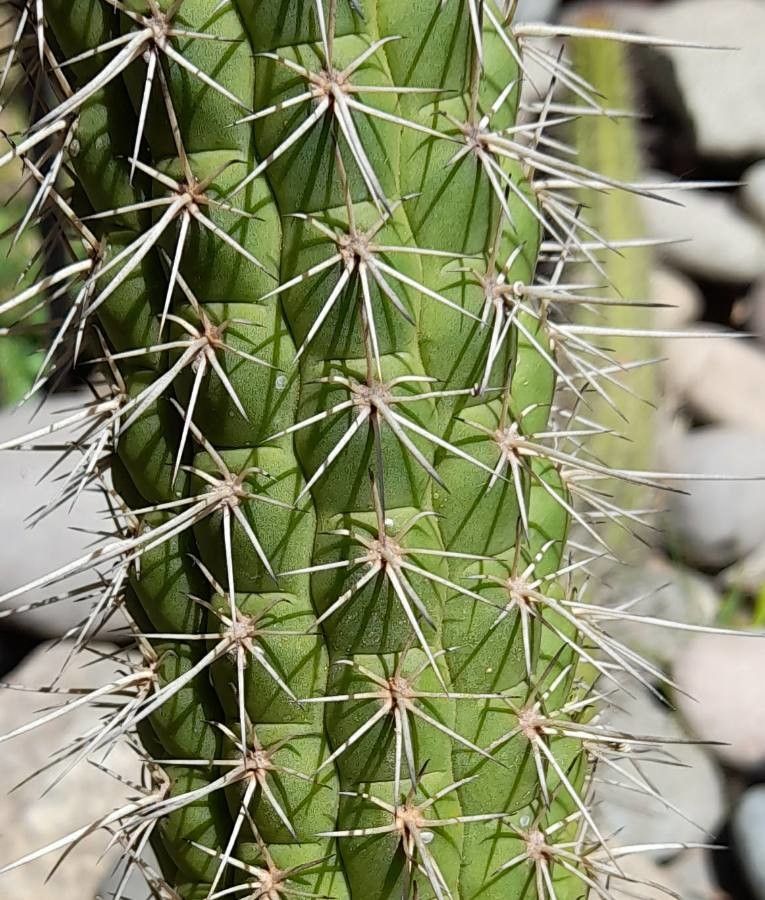 Echinopsis quadratiumbonata — search result for 'Echinopsis'