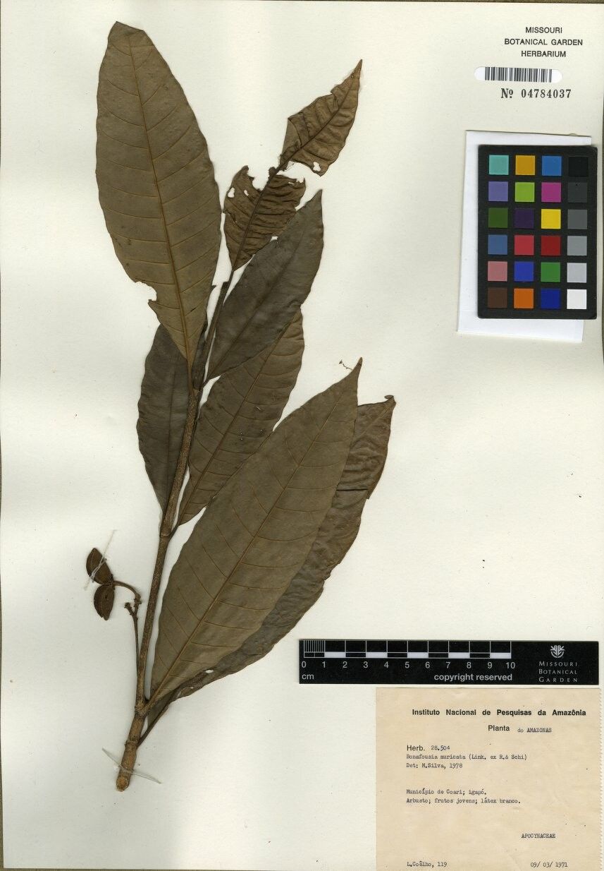 Tabernaemontana muricata — search result for 'Tabernaemontana'