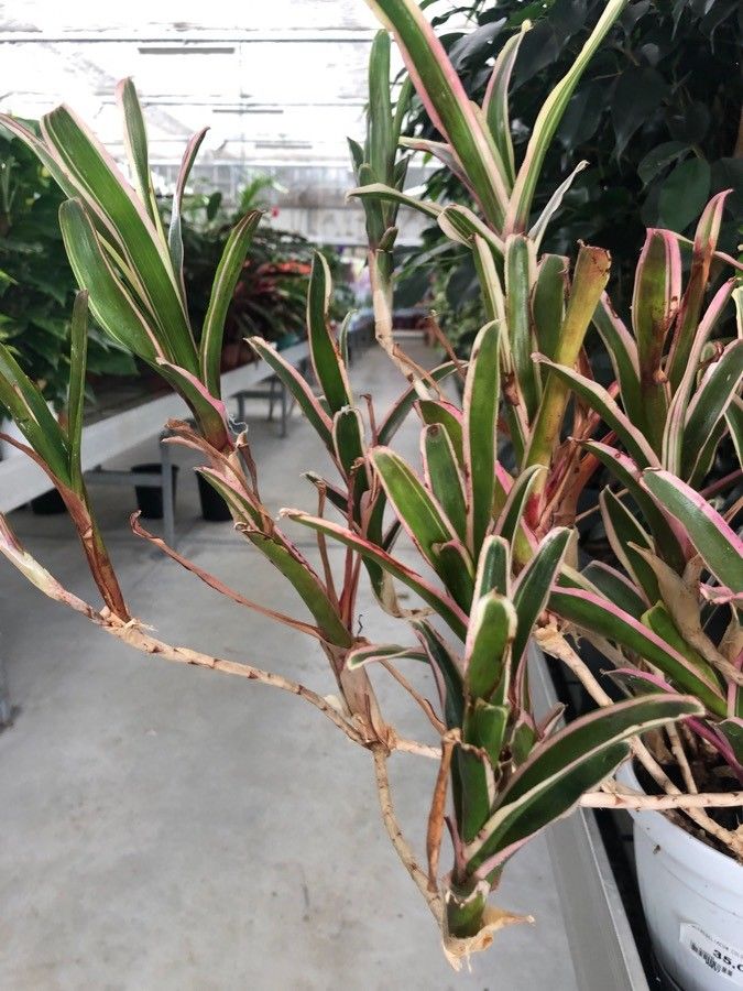 Neoregelia carolinae leaf