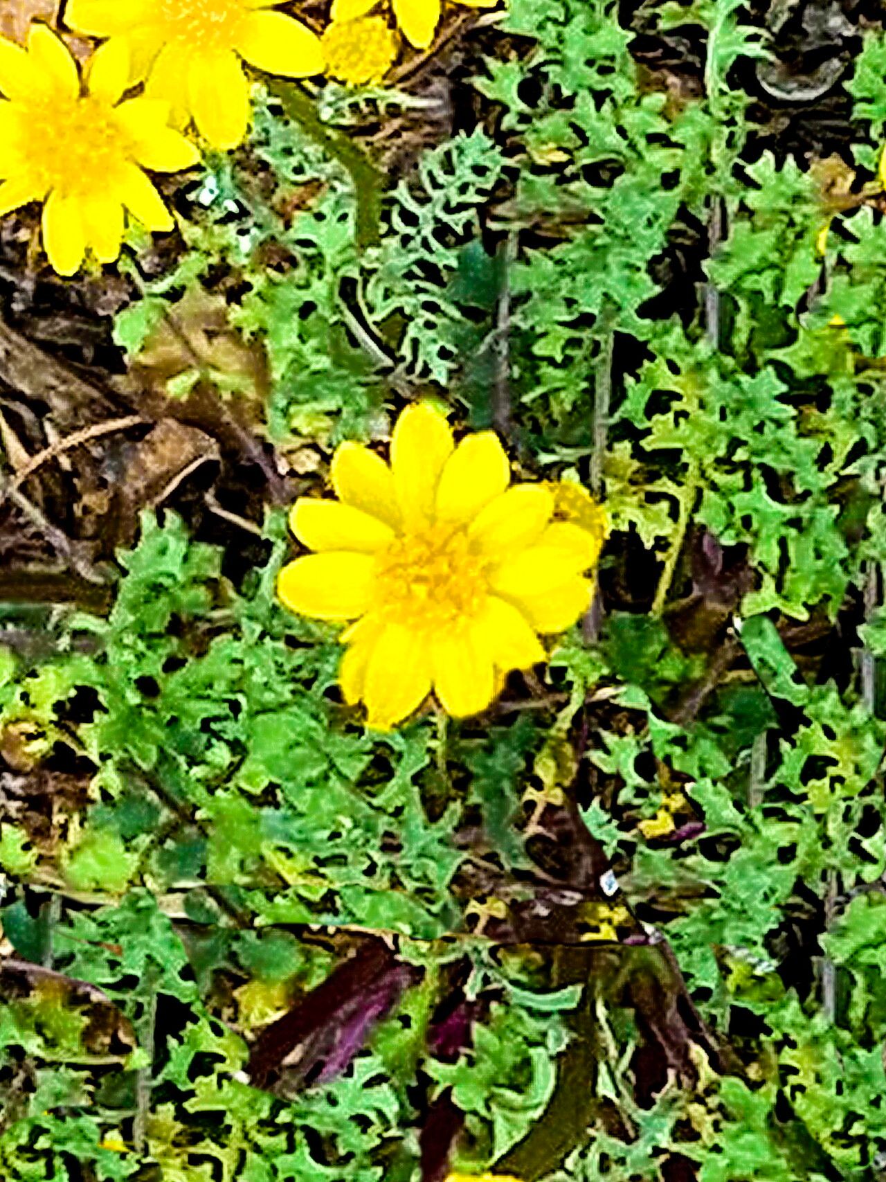 Packera multilobata — houseplant care guide