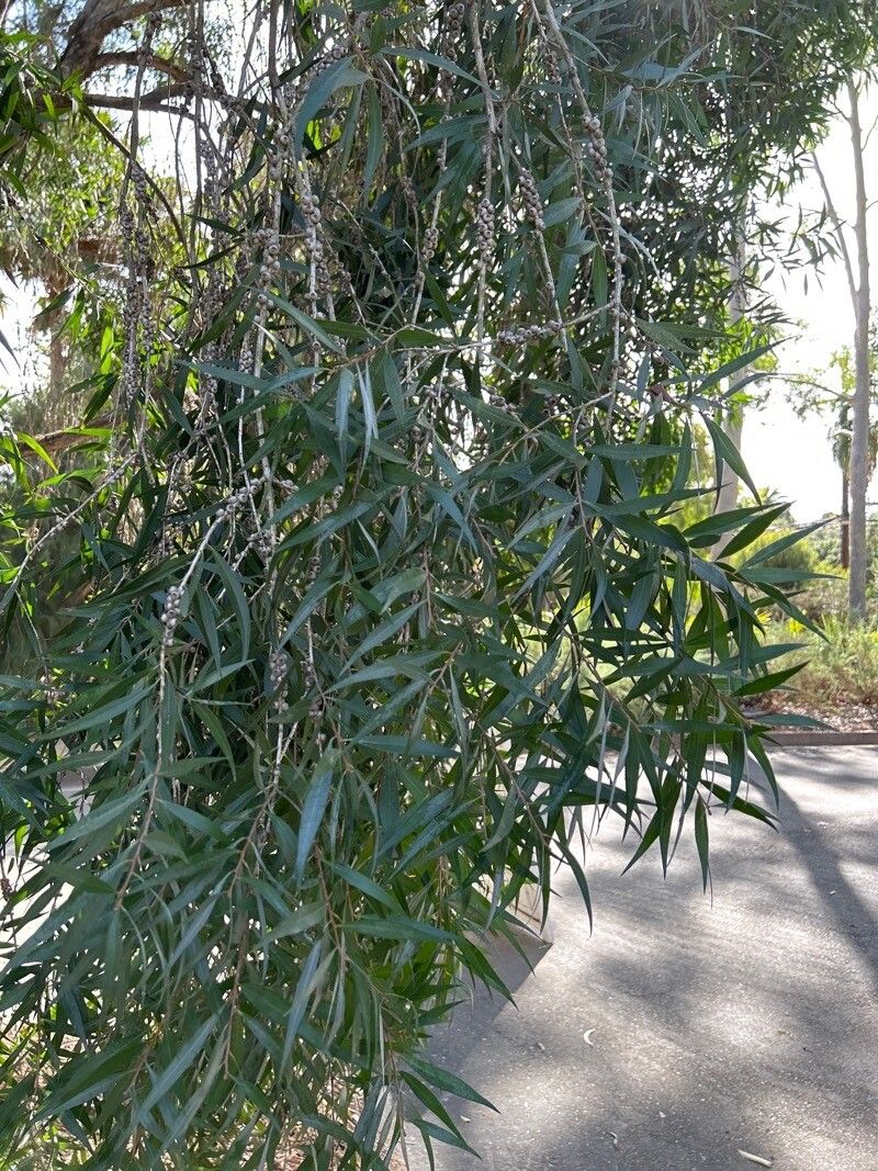 Melaleuca saligna — houseplant care guide