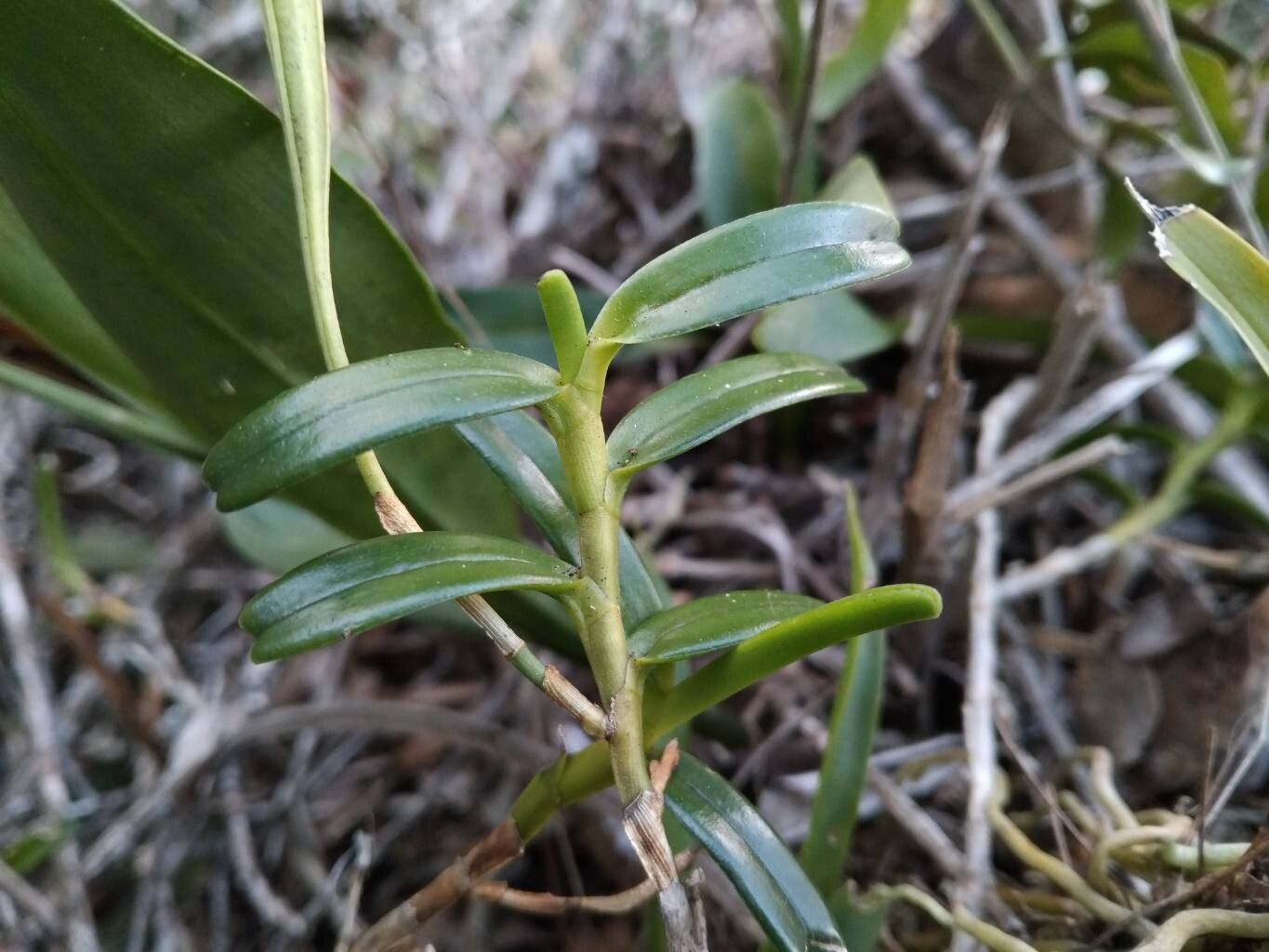 Jumellea confusa leaf