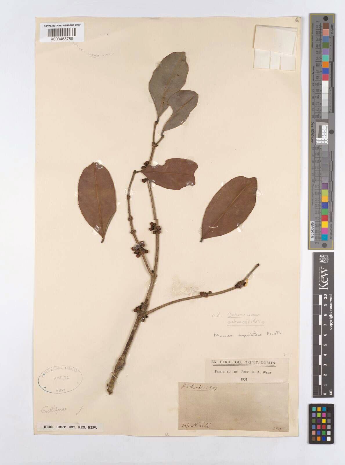Mammea eugenioides — search result for 'Mammea'