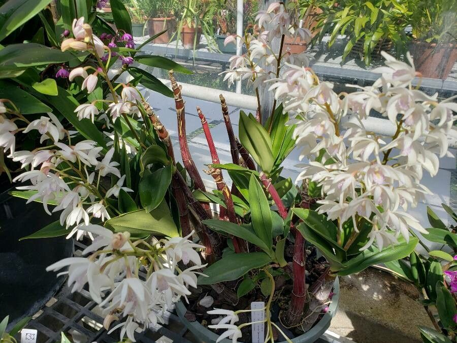 Dendrobium × delicatum habit