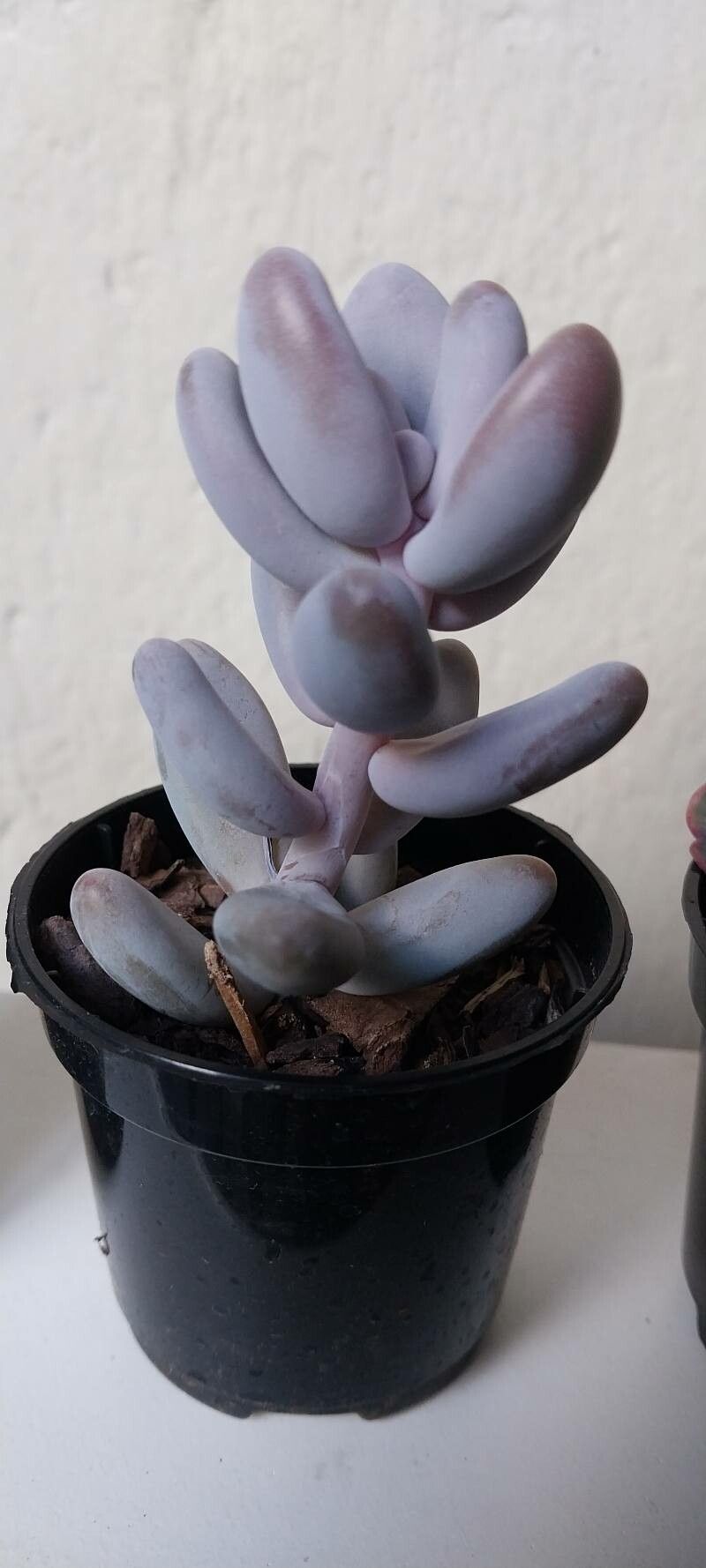 Sedum craigii flower