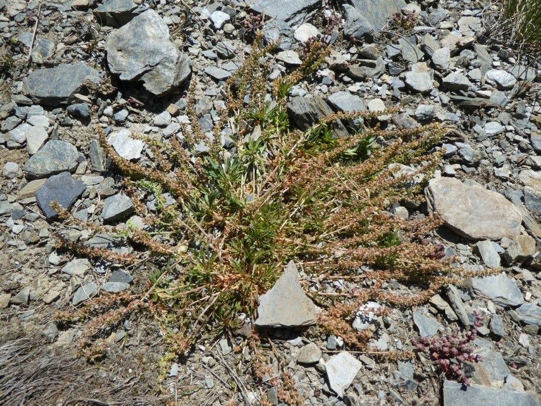 Sesamoides prostrata bark