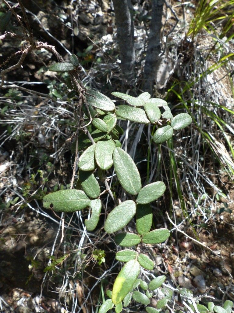 Desmodium kaalense habit