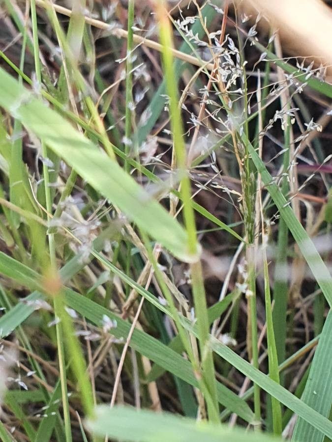 Eragrostis cylindriflora leaf
