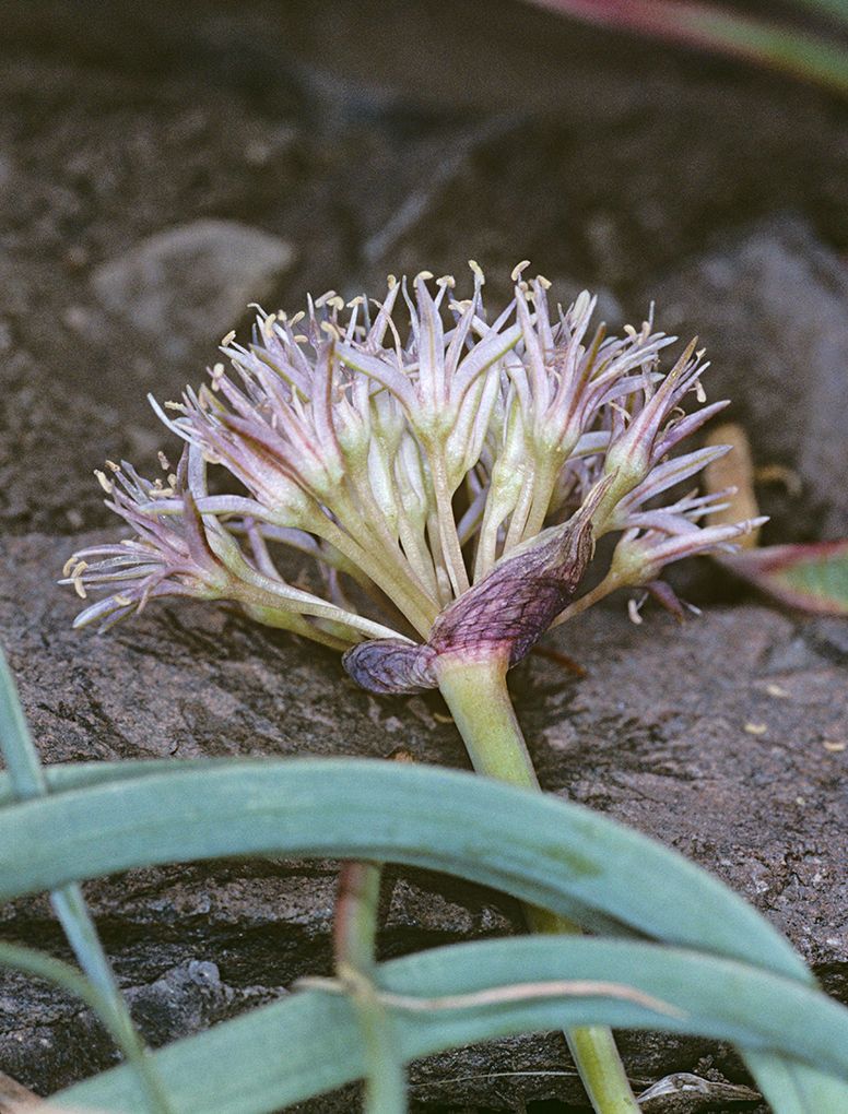 Allium anceps — houseplant care guide