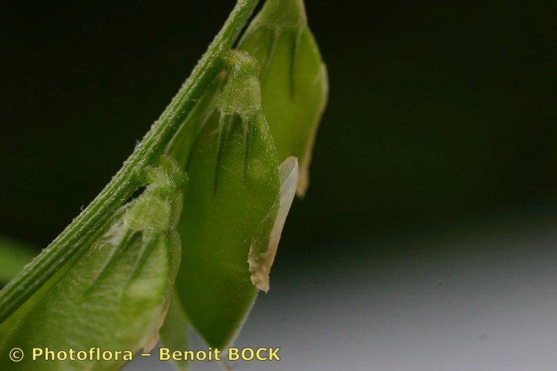 Vicia loiseleurii fruit