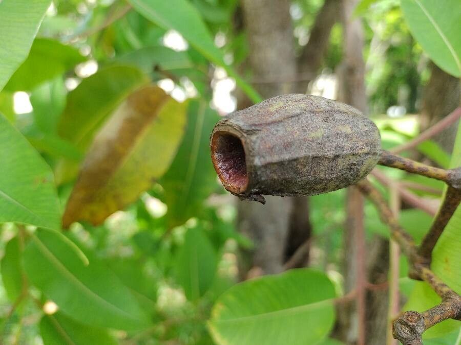 Corymbia ptychocarpa fruit