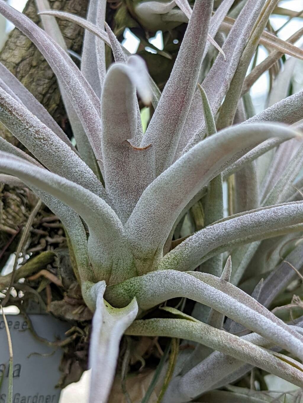 Tillandsia chiapensis leaf