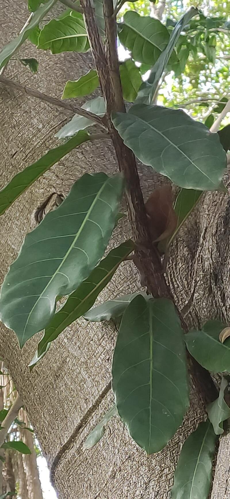 Ficus wildemaniana leaf