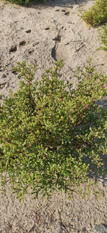 Batis maritima habit