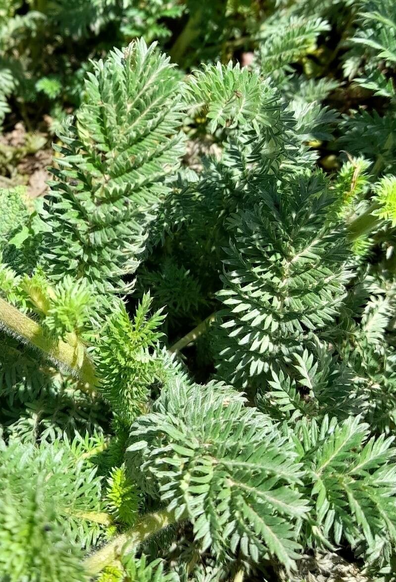 Acaena myriophylla leaf