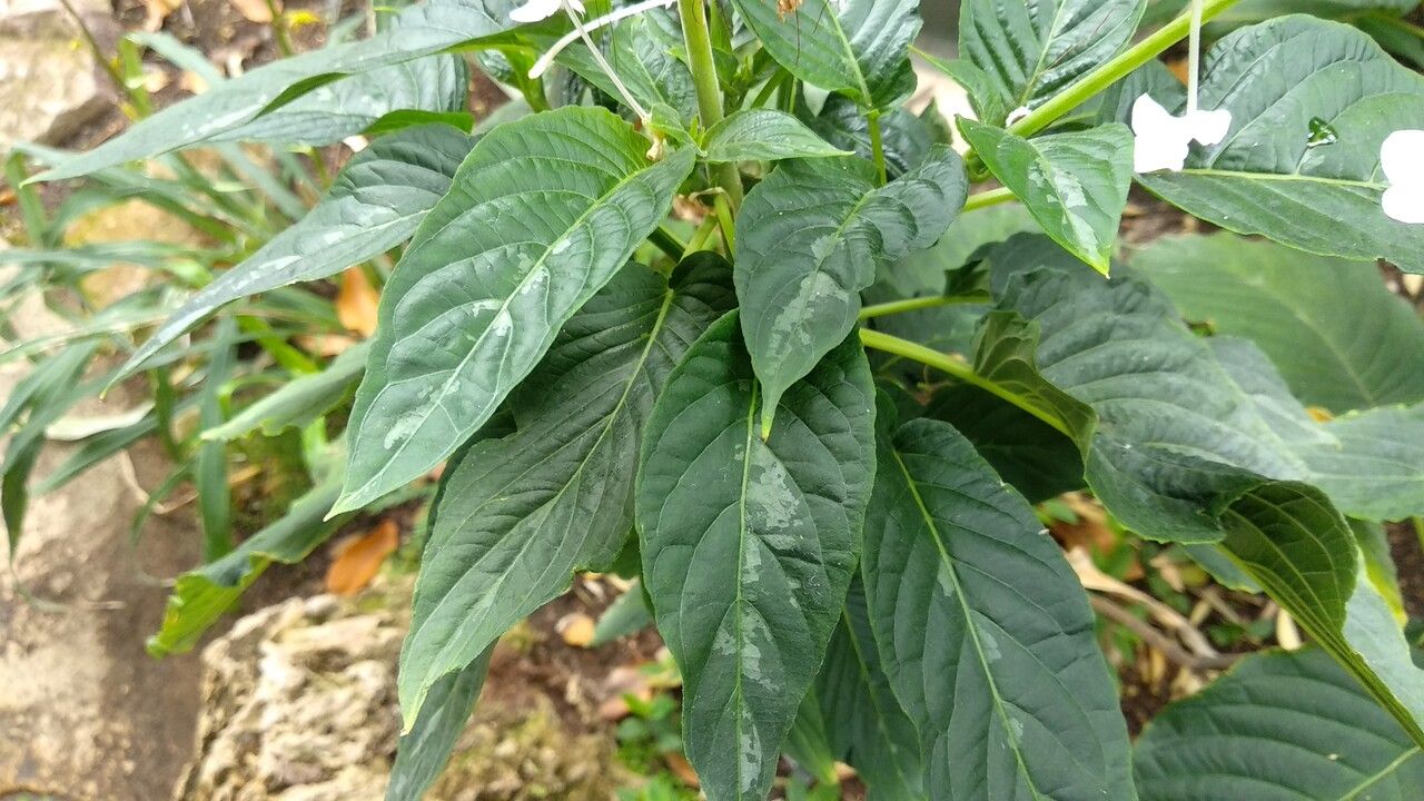 Justicia urophylla leaf