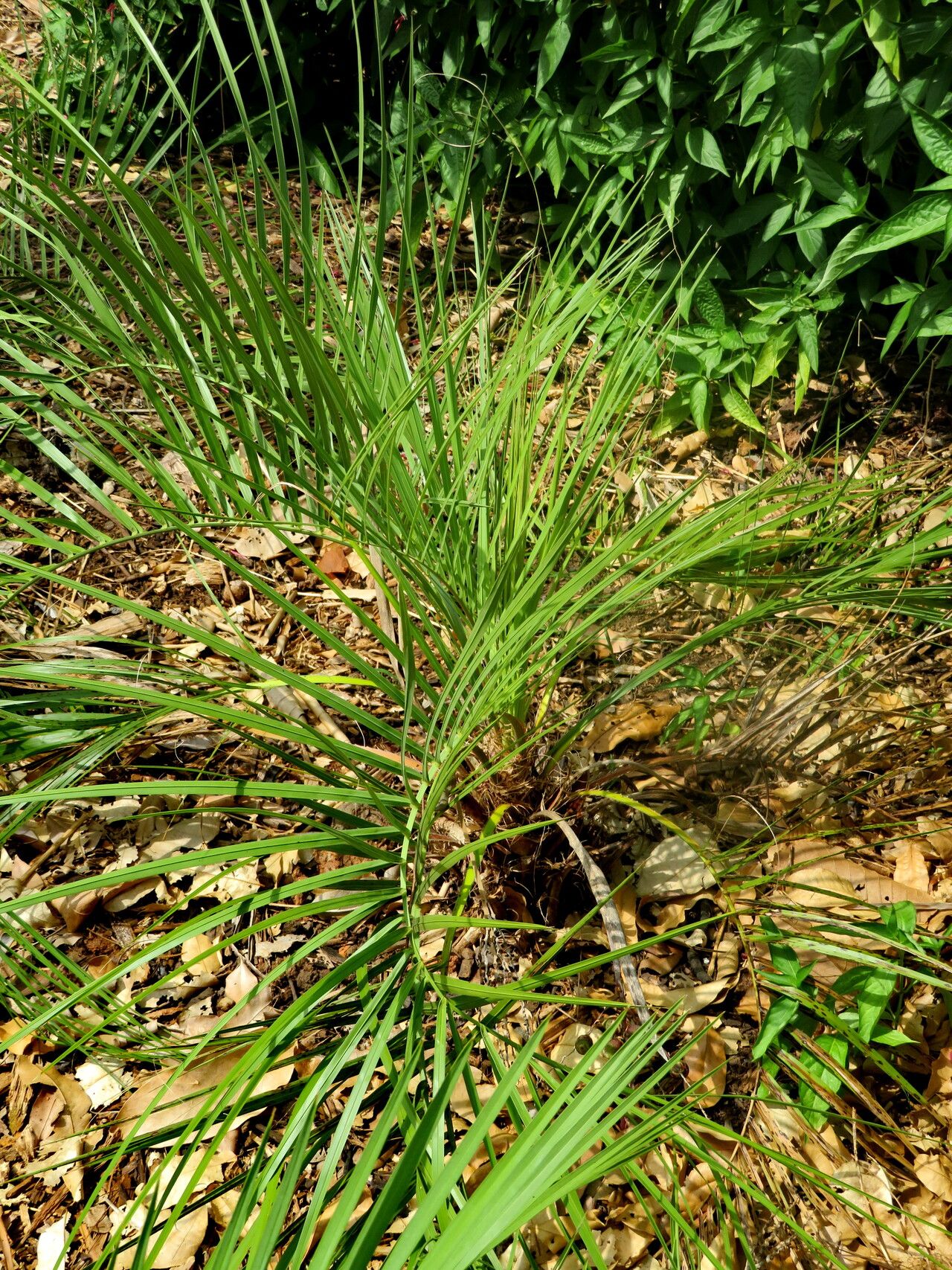 Butia pubispatha habit