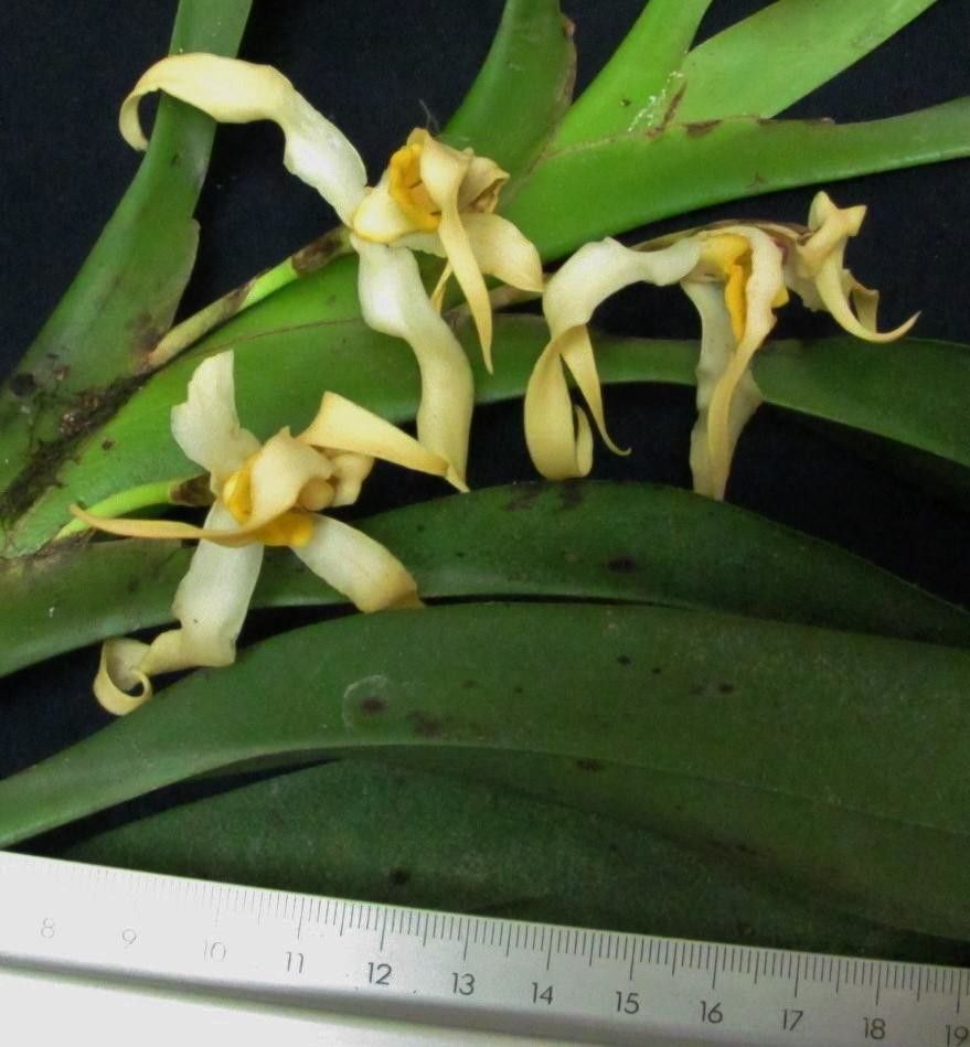 Camaridium inauditum other